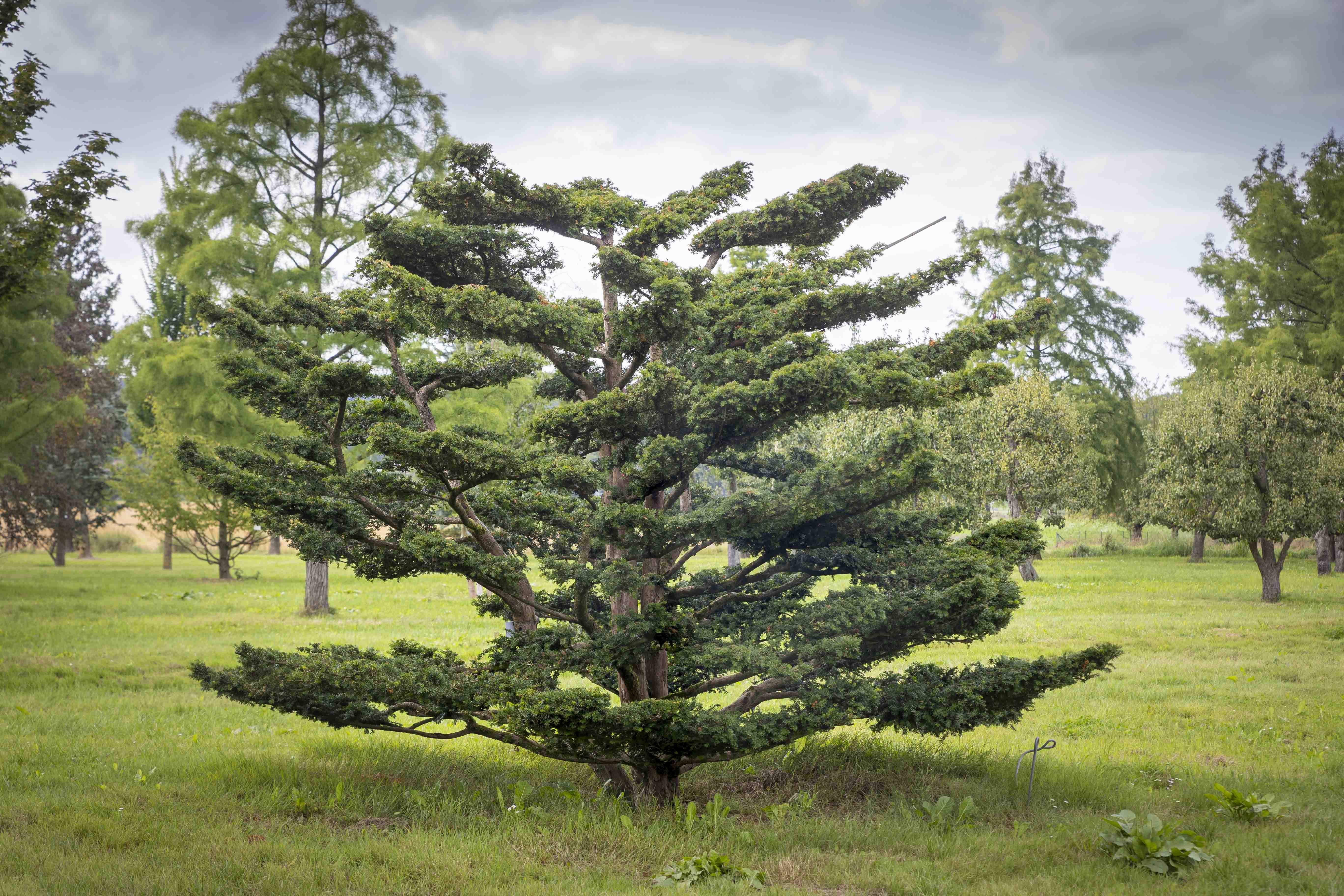 Taxus baccata Bonsai 